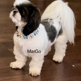 MarGo - Shih Tzu