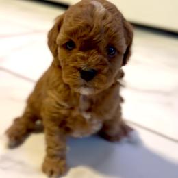 Abby Cadabby - Red female Cavapoo puppy in Liberty Hill, Texas from Cuddlebug Cavapoos of Austin