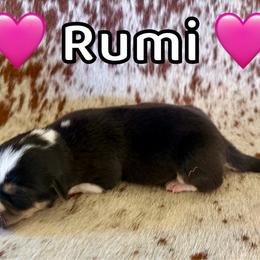 Rumi - Black and tan female Pembroke Welsh Corgi puppy in Corning, California from C.H. Pembroke Corgis