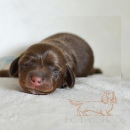Dachshund Puppies from LHC Dachshunds