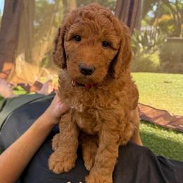 Star-Lord - Red  male Goldendoodle puppy in San Jose, California from Red White and Doodle