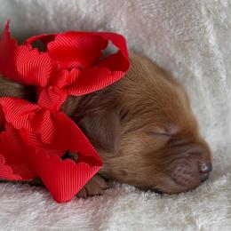 Cherry - Dark golden female Golden Retriever puppy in Moses Lake, Washington from Dune Lakes Goldens