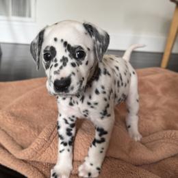 Brown - White and black male Dalmatian puppy in Scarsdale, New York from Jewels and Spots Dalmatians