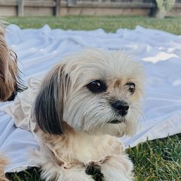 Maltese and Shih Tzus from Millie Garcia