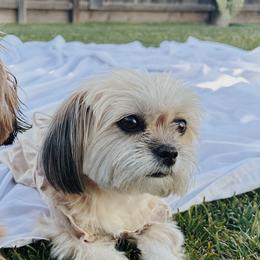 Maltese and Shih Tzus from Millie Garcia