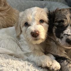 Bordoodle Puppies from Bordoodles of Maine