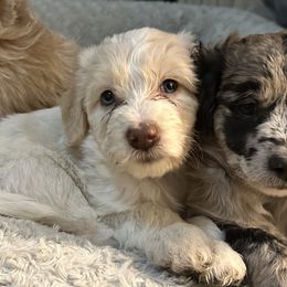 Bordoodle Puppies from Bordoodles of Maine