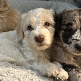 Bordoodle Puppies from Bordoodles of Maine