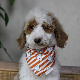 Doc - Red  male Goldendoodle puppy in Warsaw, Ohio from Lovabledoodles