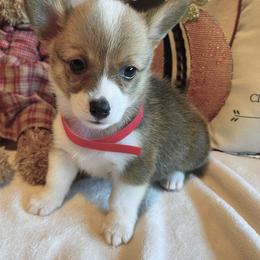Pembroke Welsh Corgi Puppies from Circle D Corgis