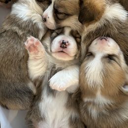 Pembroke Welsh Corgi Puppies from Mountain Adventure Farm