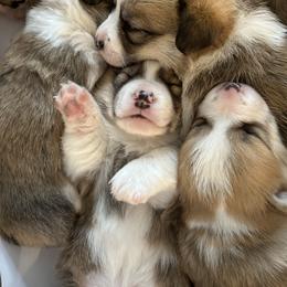 Pembroke Welsh Corgi Puppies from Mountain Adventure Farm