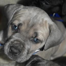 Lilac - Gray and fawn female Cane Corso puppy in Sault Ste Marie, Michigan from Willow Creek Cane Corsos