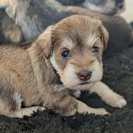 Elsa - Liver female Miniature Schnauzer puppy in Ferndale, Washington from Blackhorse Schnauzers Washington state