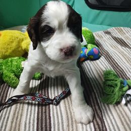 Miss Huntress - White and liver female English Springer Spaniel puppy in Kingsport, Tennessee from Leandra's English Springer Spaniels