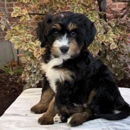 Bernedoodles from Petite Bernedoodles