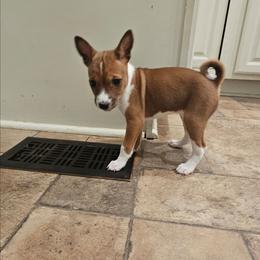 Red female 2 - Red and white female Basenji puppy in Shelby County, Alabama from Flutesong Basenjis II