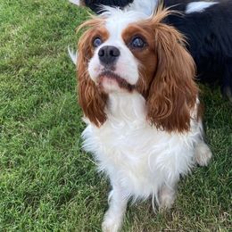 Chloe - Cavalier King Charles Spaniel