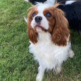 Chloe - Cavalier King Charles Spaniel