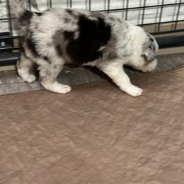 Border Collie Puppies from Roaring River Border Collies
