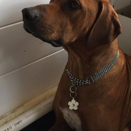 Rachel - Rhodesian Ridgeback