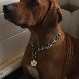 Rachel - Rhodesian Ridgeback
