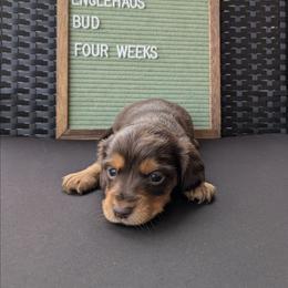Bud - Chocolate and tan male Dachshund puppy in Indianapolis, Indiana from Englehaus Dachshunds