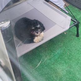 Poodle and Shihpoo All Grown Up from Peace, Love, and Puppies at the Creek