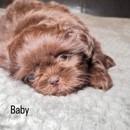 Shih Tzu Puppies from Willow’s Wonderful Shih Tzu