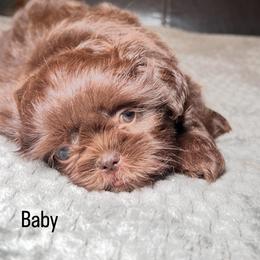 Shih Tzu Puppies from Willow’s Wonderful Shih Tzu