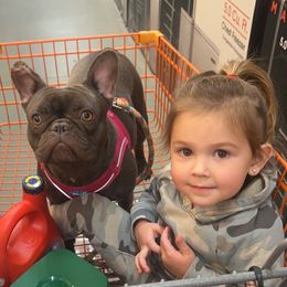 French Bulldogs from Morgan's French Bulldogs