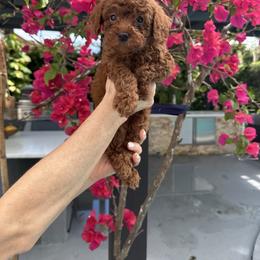 Boy 1 - Red  male Goldendoodle puppy in Brooksville, Florida from Abby’s Standard Goldendoodles