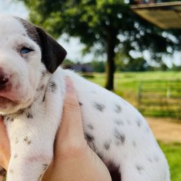 Boy 4 - White and liver brown Dalmatian puppy in Mt. Vernon, Texas from Double B