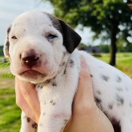 Boy 4 - White and liver brown Dalmatian puppy in Mt. Vernon, Texas from Double B