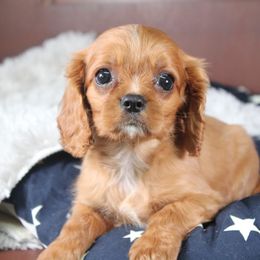 AKC Kayce - Ruby male Cavalier King Charles Spaniel puppy in Albany, Indiana from Hatz Off Puppies