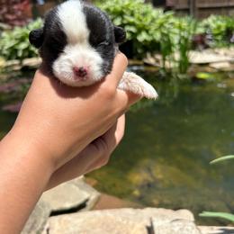 Dahlia (White collar) - Black and white female Cardigan Welsh Corgi puppy in Clio, Michigan from Old Oak Cardigans