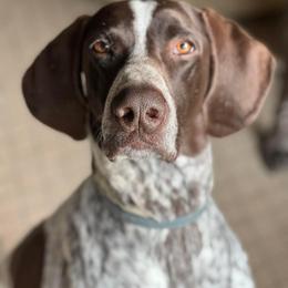 German Shorthaired Pointer All Grown Up from Windward German Shorthaired Pointers