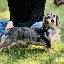 Ruby - Dachshund