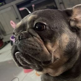 French Bulldogs from frenchie4family_