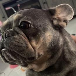 French Bulldogs from frenchie4family_