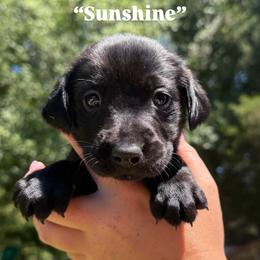 Sunshine - Black female Labrador Retriever puppy in Abbeville, South Carolina from Long Cane Retrievers LLC
