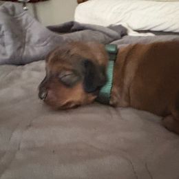 Commander Nick (Reserved) - Red male Dachshund puppy in Hobart, Indiana from Cogsworth Cromwell Dachshunds of NW Indiana