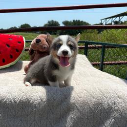 Annie - Gray and white female American Corgi puppy in Decatur, Texas from Bar S Corgis