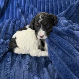 Boy 1 - Black and white male Cavapoo puppy in Nampa,, Idaho from Clig Doodle Days