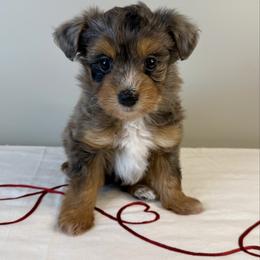 Gale - Blue merle female Aussiedoodle puppy in Adams, Nebraska from Boxcar Doodles and Poodles