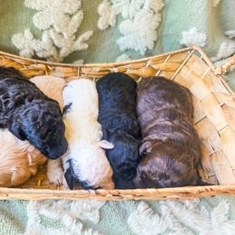 Cockapoo puppies from Cowboy Country Cockapoos