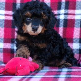 Lakota - Phantom male Poodle puppy in Hurricane Mills, Tennessee from Scenic Hills Kennels