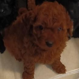 Hopper - Red male Cavapoo puppy in East Providence, Rhode Island from Marta's Cavaliers