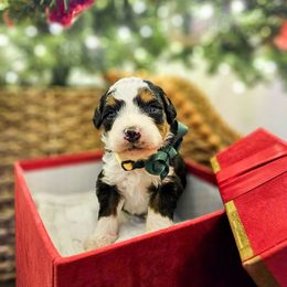 Tinsel - Tri-color male Bernedoodle puppy in Russell Springs, Kentucky from 270 Doodles