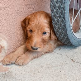 Irish Doodle Puppies from Foxrun Litters